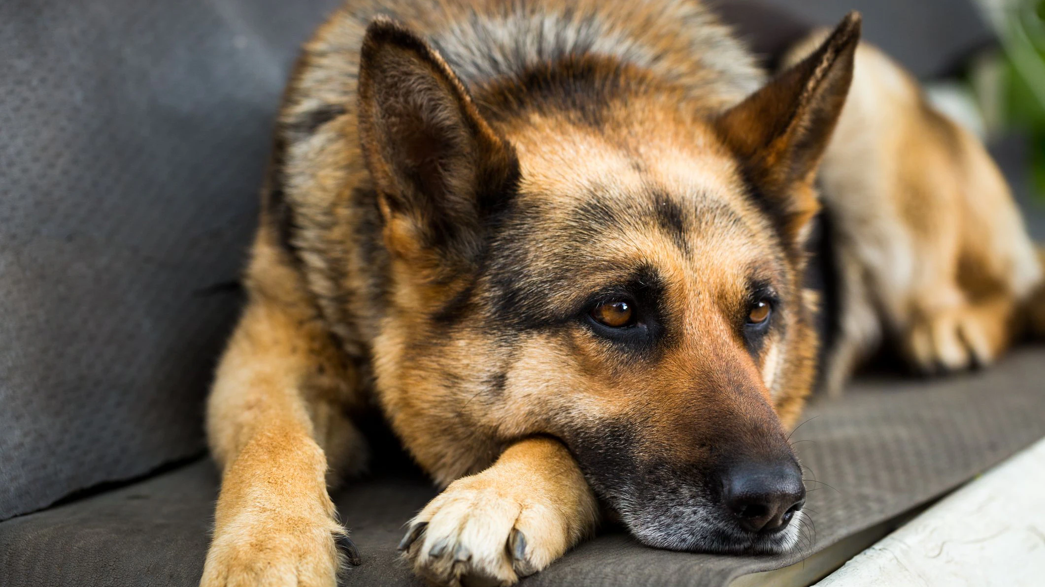 Ein Obersteirer soll seinen Schäferhund getreten haben – dafür musste er sich vor Gericht verantworten.