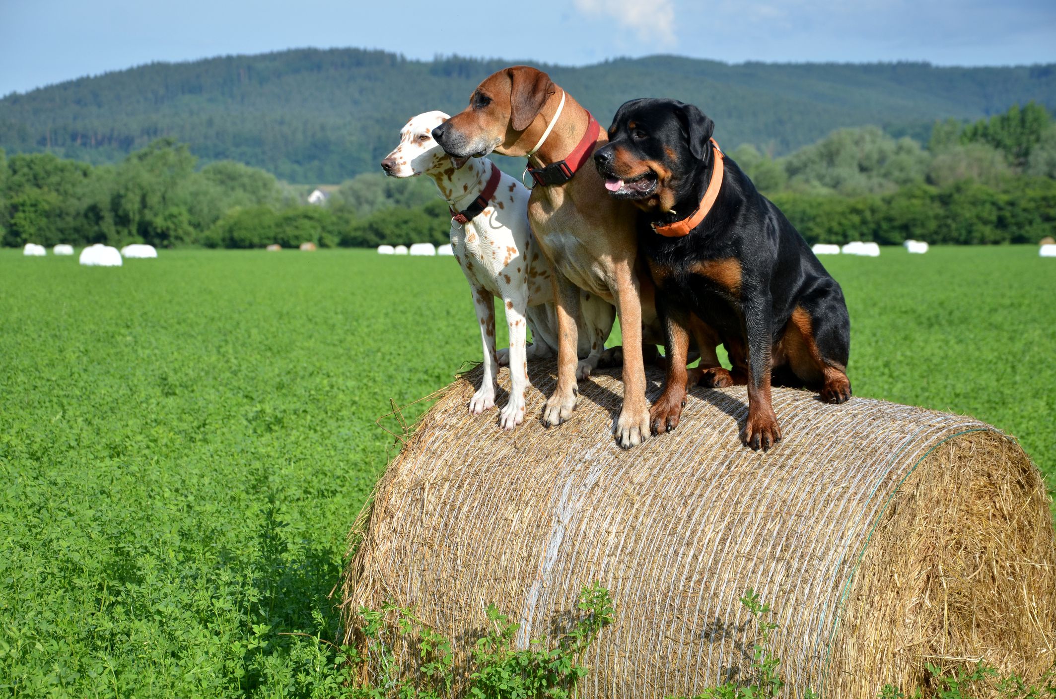Der Mann wurde von drei Hunden attackiert und verletzt.