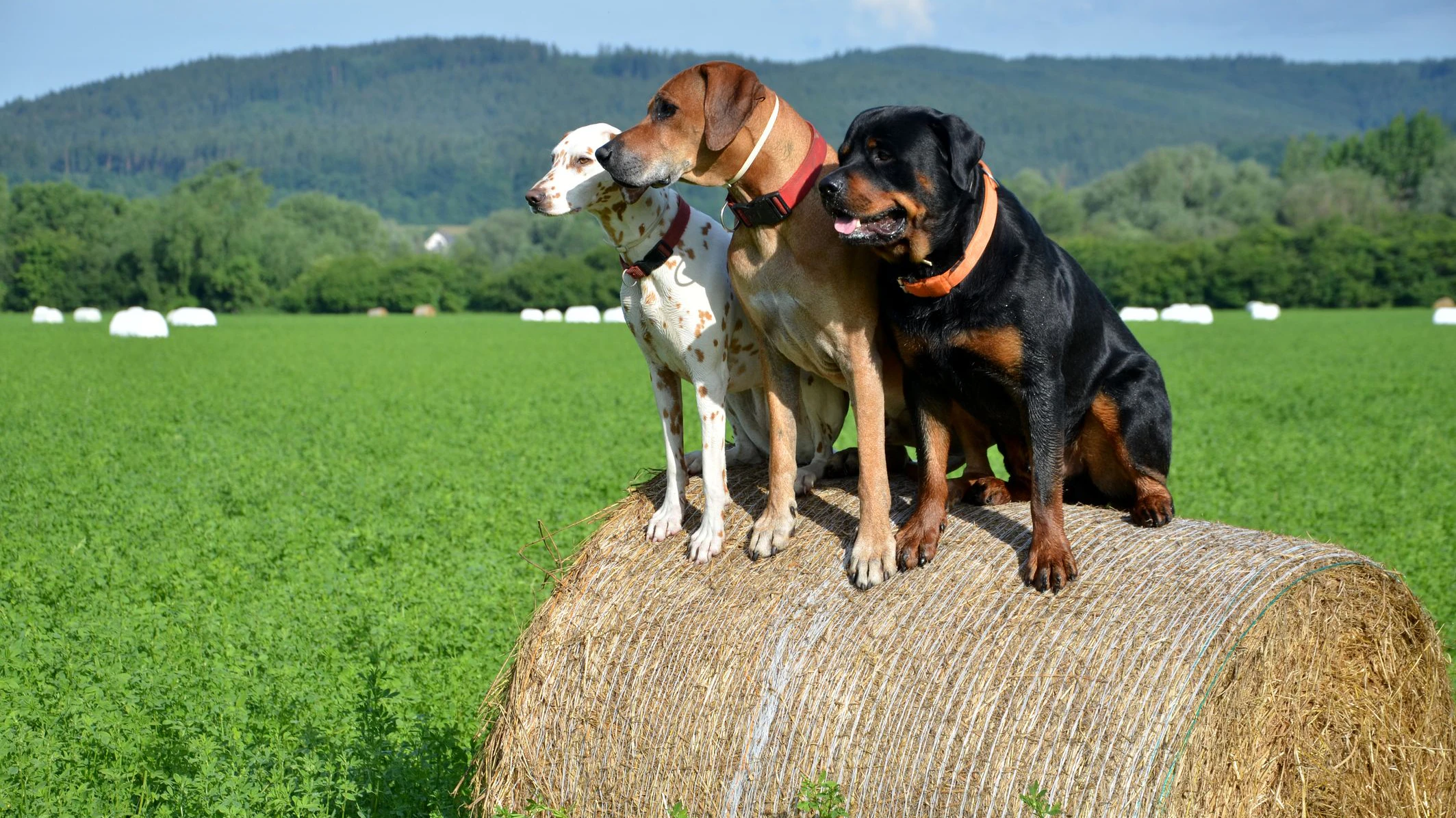 Der Mann wurde von drei Hunden attackiert und verletzt.