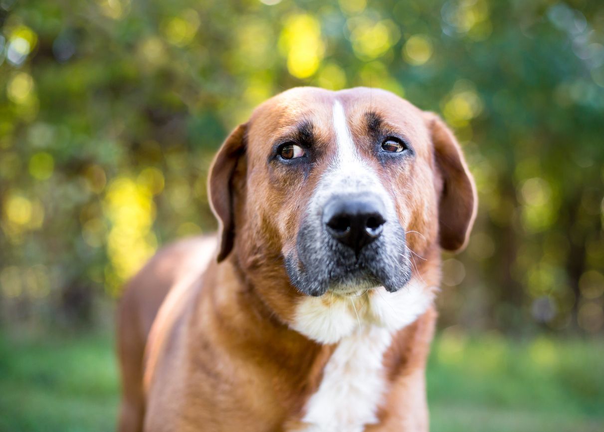 Manchmal rollen unsere Hunde bestimmt mit den Augen, weil wir sie so missverstehen. 