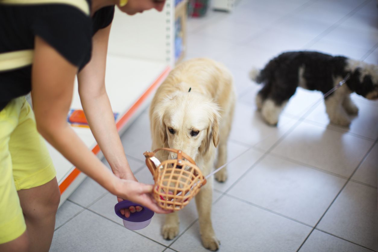 Jeder Hund sollte den Maulkorb kennen und gut finden. Mit dem richtigen Training ist es möglich. 