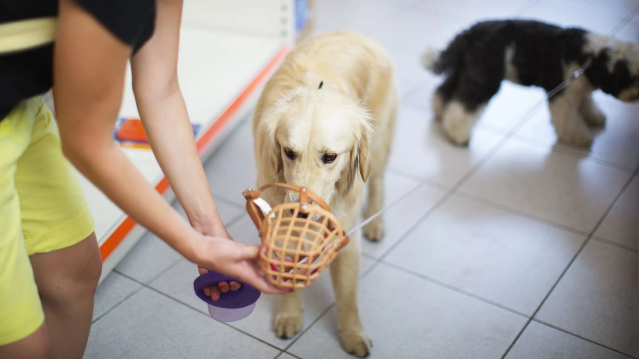 Jeder Hund sollte den Maulkorb kennen und gut finden. Mit dem richtigen Training ist es möglich. 
