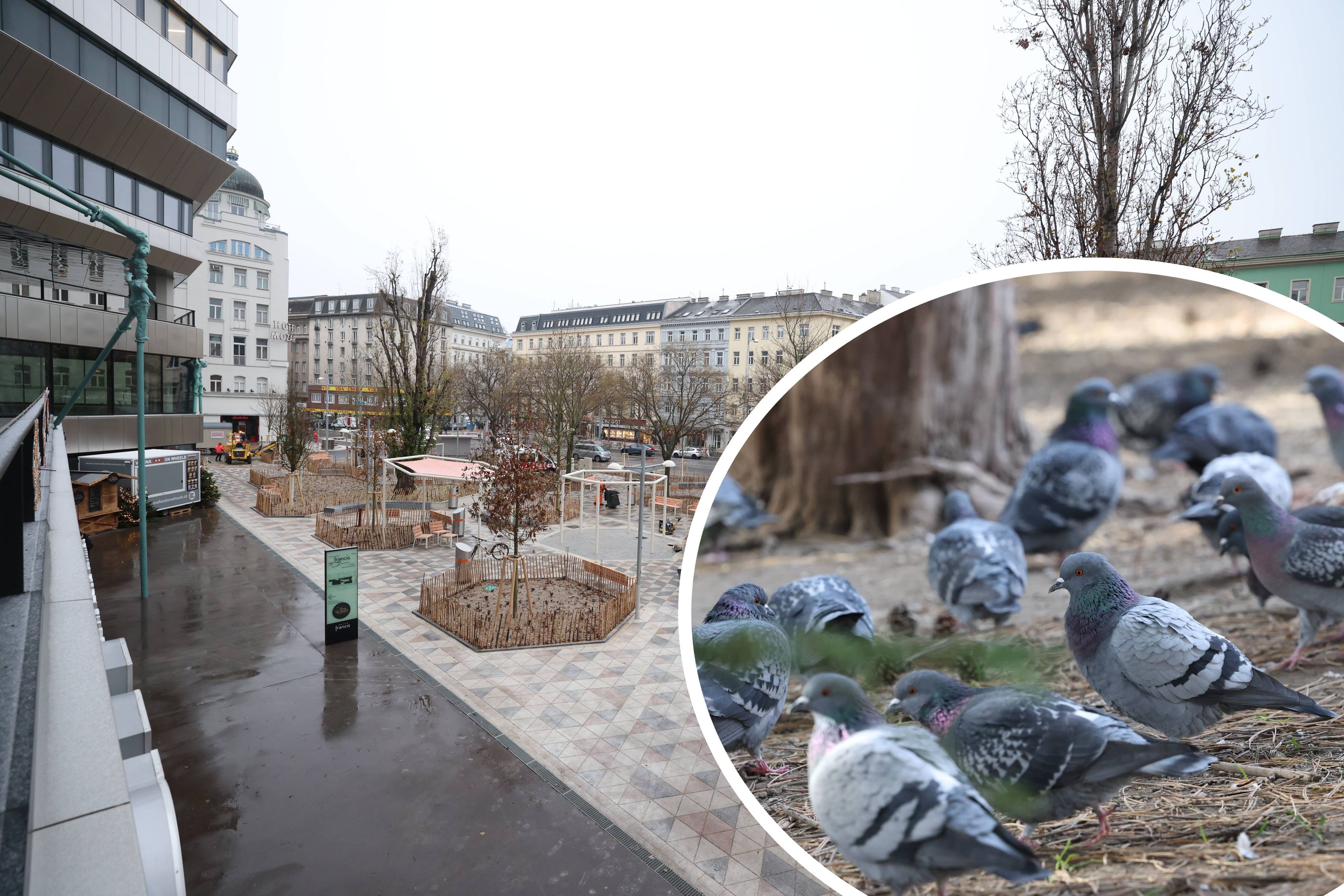 Am Julius-Tandler-Platz herrscht ein Tauben-Problem. Der Bezirk will dagegen vorgehen.