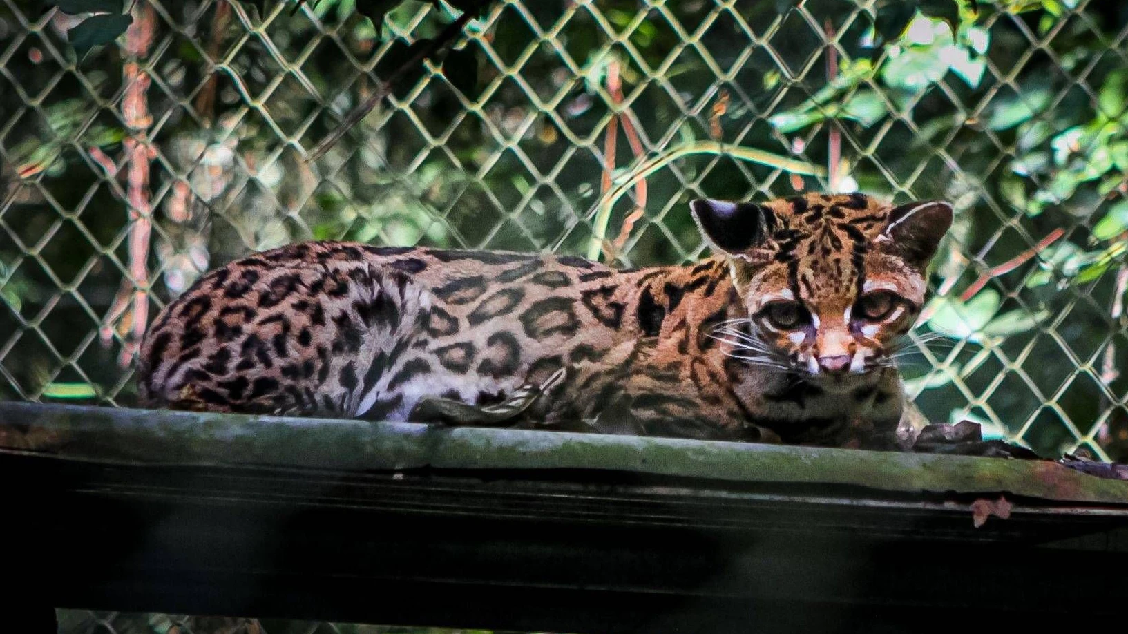 September 19, 2026, Los Yungas, Bolivia: LOS YUNGAS, BOLIVIA, SEPTEMBER 18, 2026: A Tilcayo Leopardus tilcayo, a newly identified species of wild cat native to BoliviaÃââ s Yungas cloud forests. Scientists formally described the species in research published this week, marking the first time a new living wild cat species has been scientifically named and described in more than a century. Genetic research found the Tilcayo to be distinct from other South American tiger cats. Los Yungas Bolivia - ZUMAq101 20260919_zna_q101_059 Copyright: xAbadxMirandax