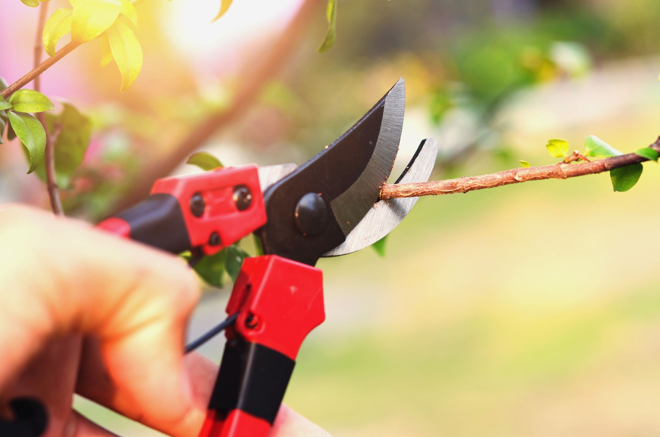 Im schlimmsten Fall werden mit der Gartenschere Erreger von Pflanze zu Pflanze übertragen.
