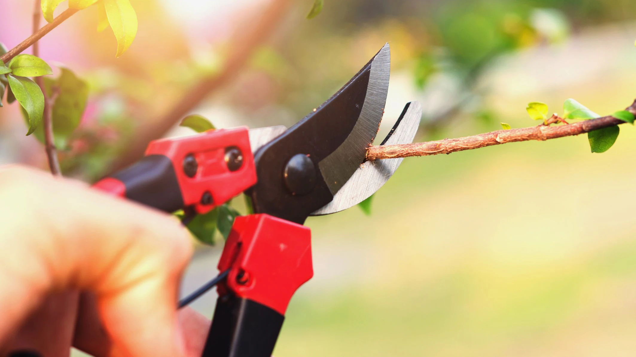 hand pruning tree and pruning shear in garden with sunset background