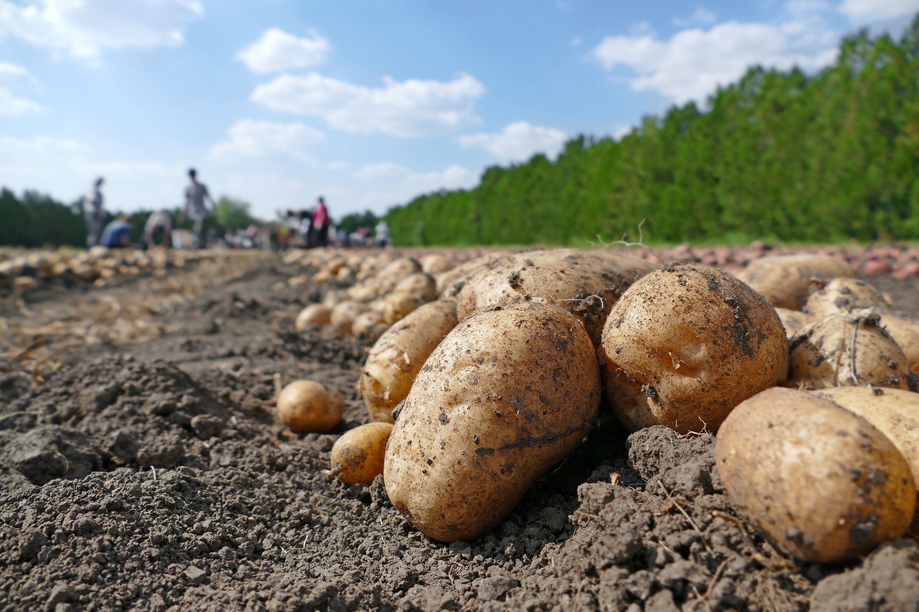 Im kommenden Jahr könnten heimische Kartoffeln knapp werden.