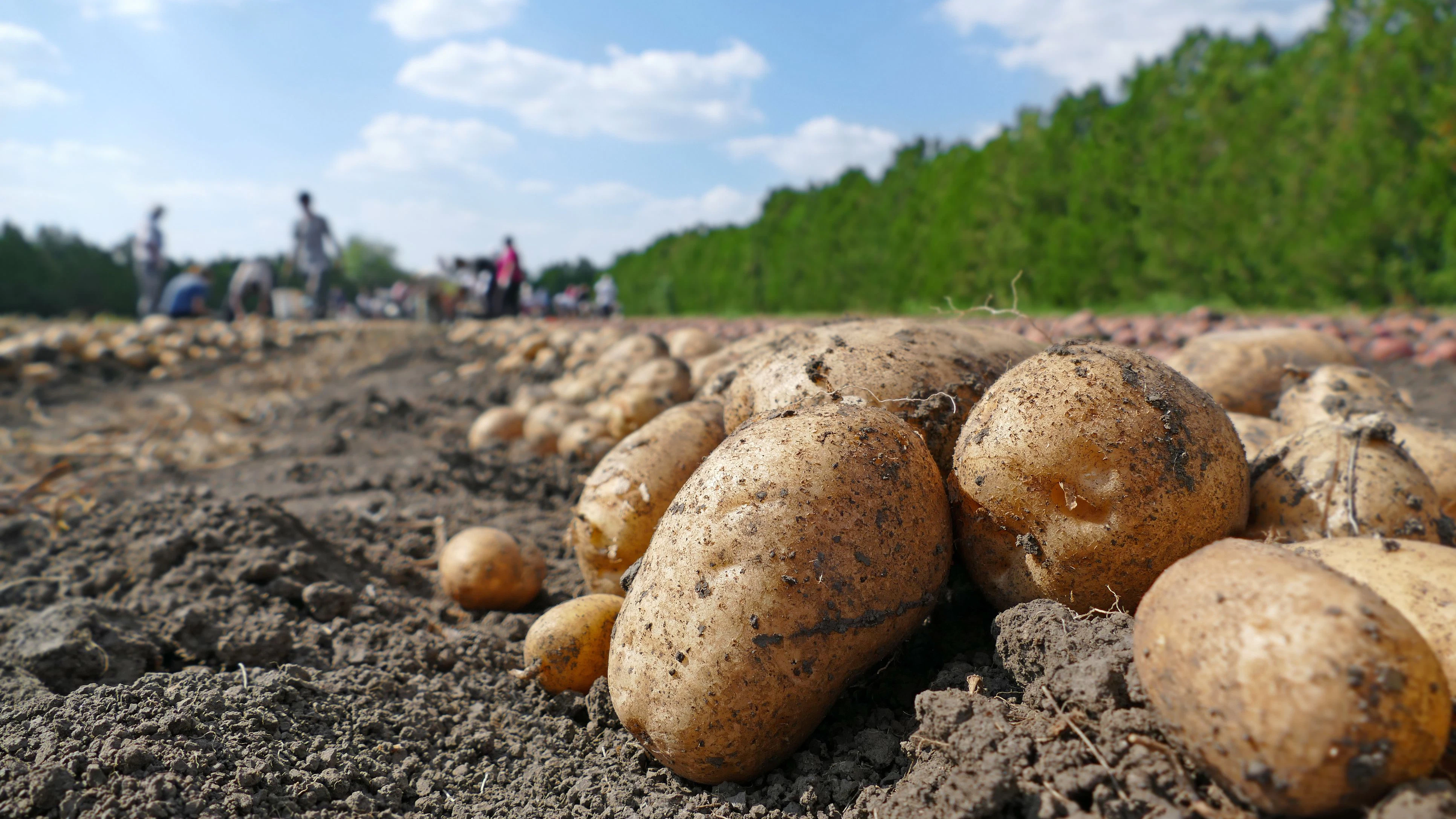 Harvesting potatoes on field, farm workers picking and transporting to the warehouse