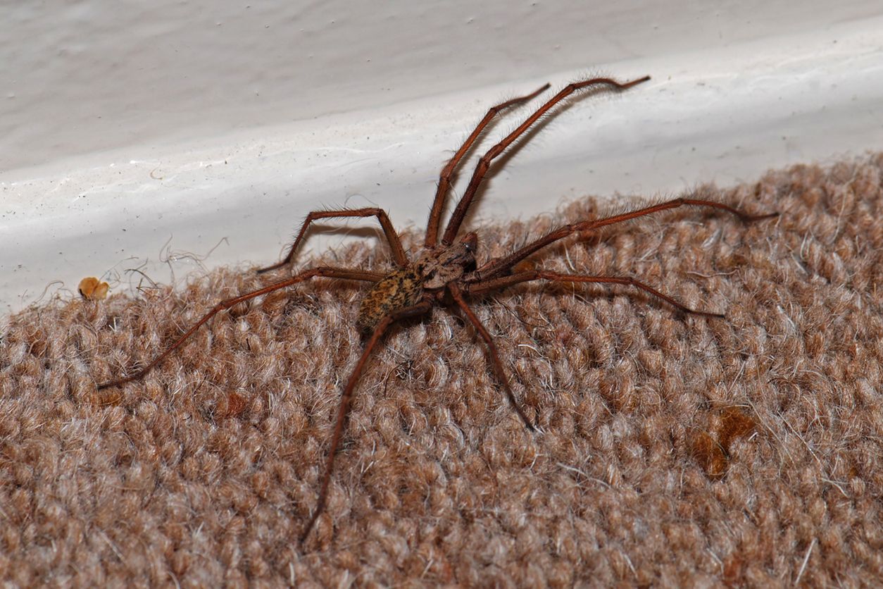 Nicht nur die exotischen Achtbeiner suchen im Herbst immer den Weg in die warme Wohnung. 