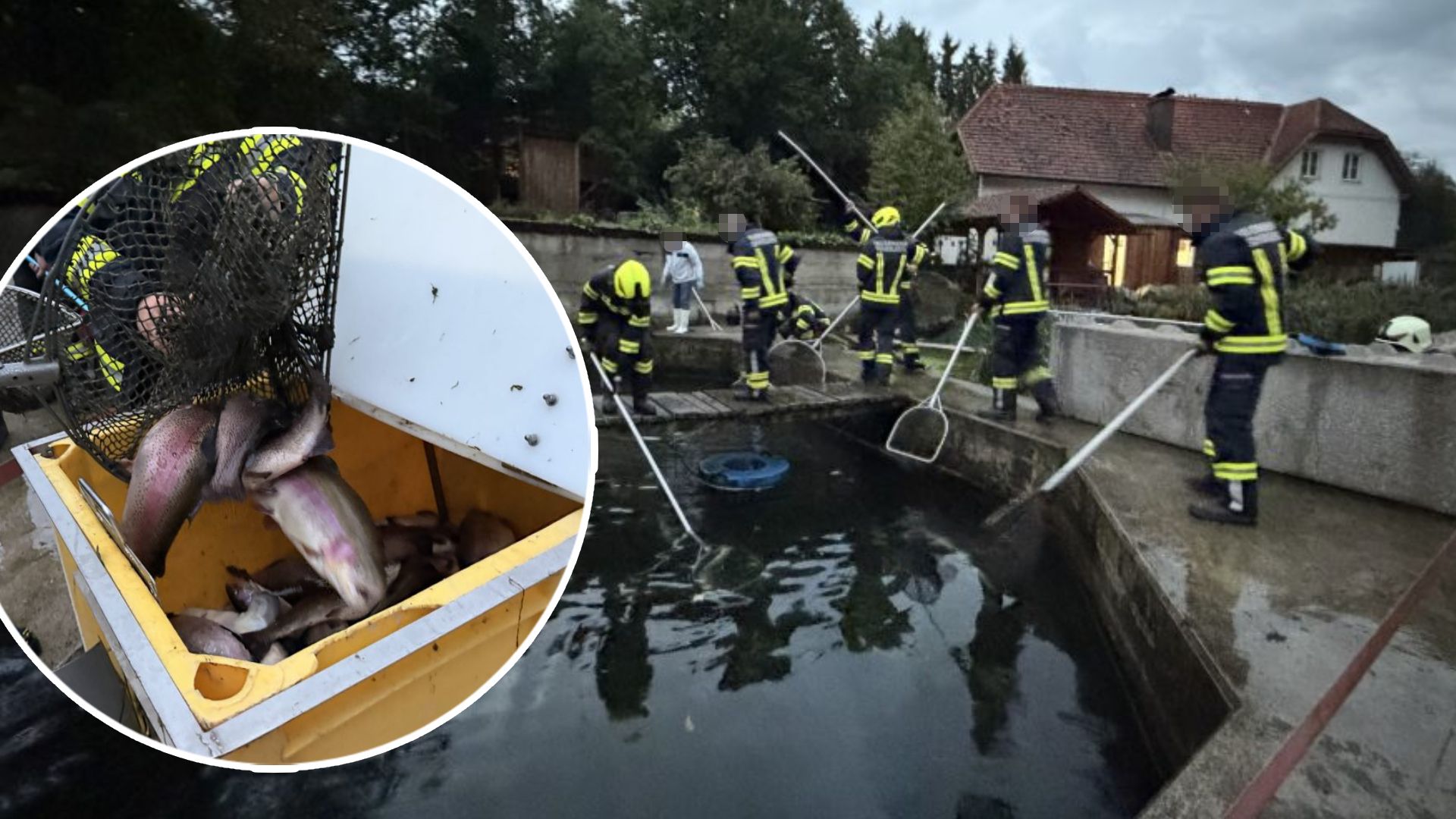 Tausende Fische starben durch den Stromschlag.