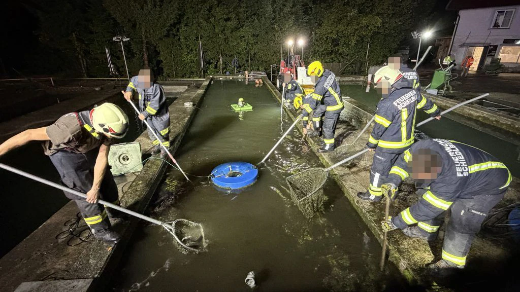 Die Feuerwehr half dabei, die Tiere abzufischen.