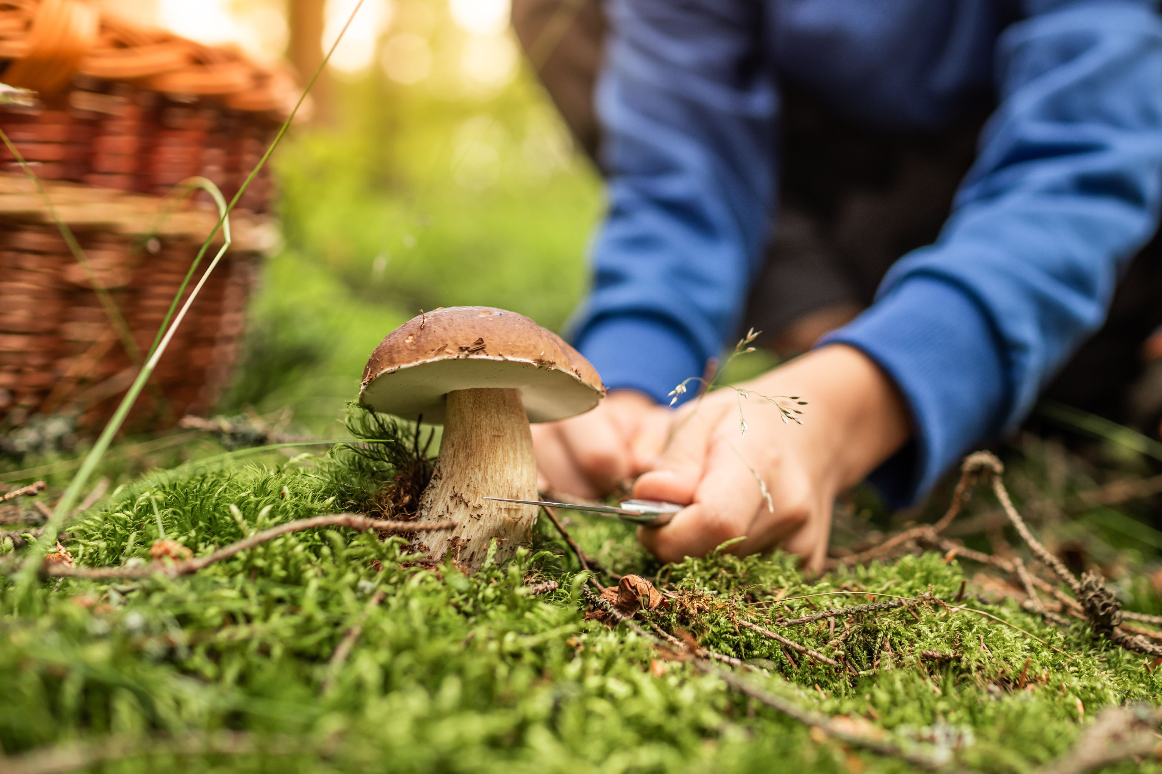 Schwammerlsuchen gehört für viele zum Herbst einfach dazu.