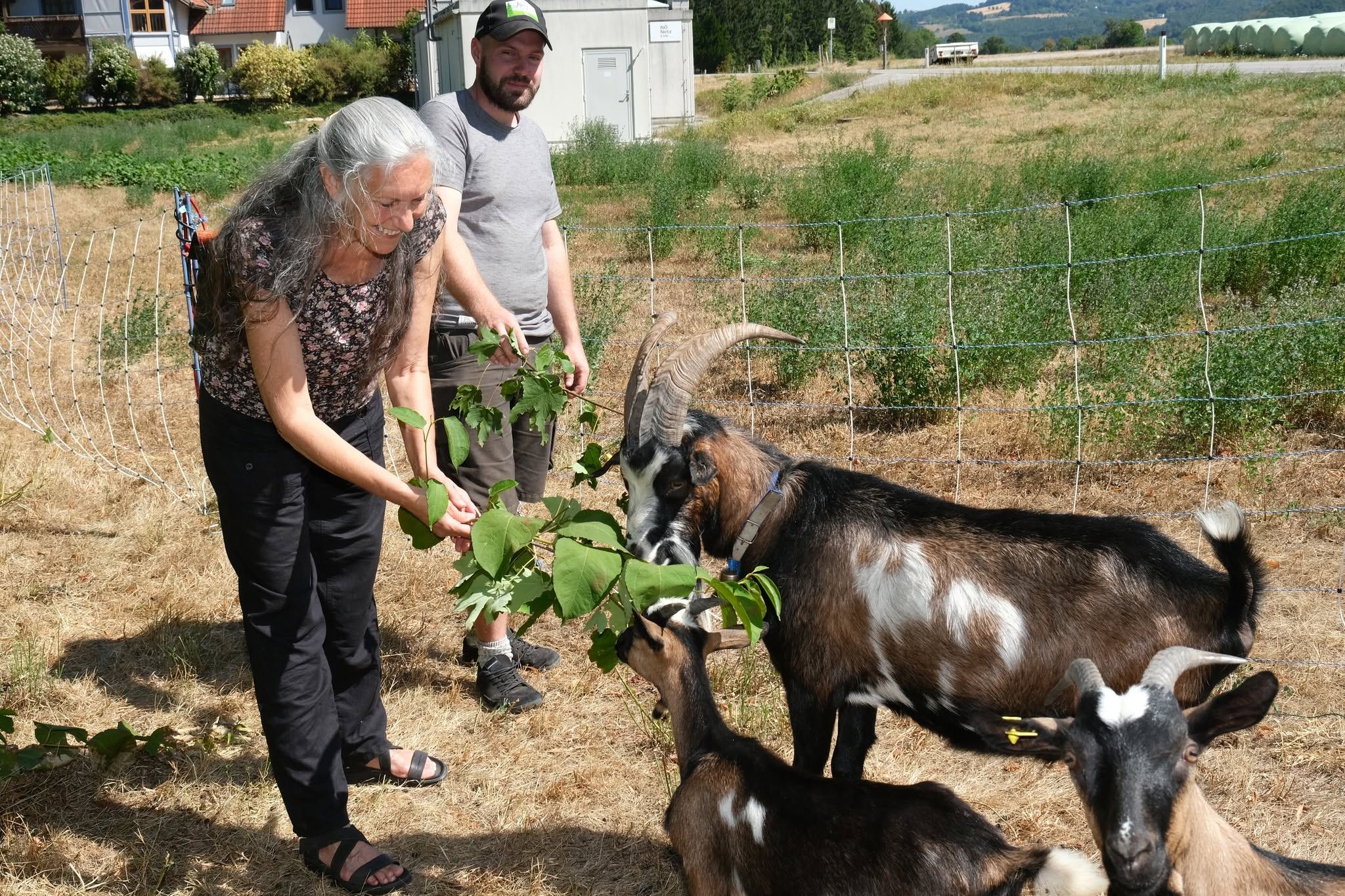 Judith Aschenbrenner von den Grünen Altlengbach hatte die Idee zu den Unkraut-Ziegen.