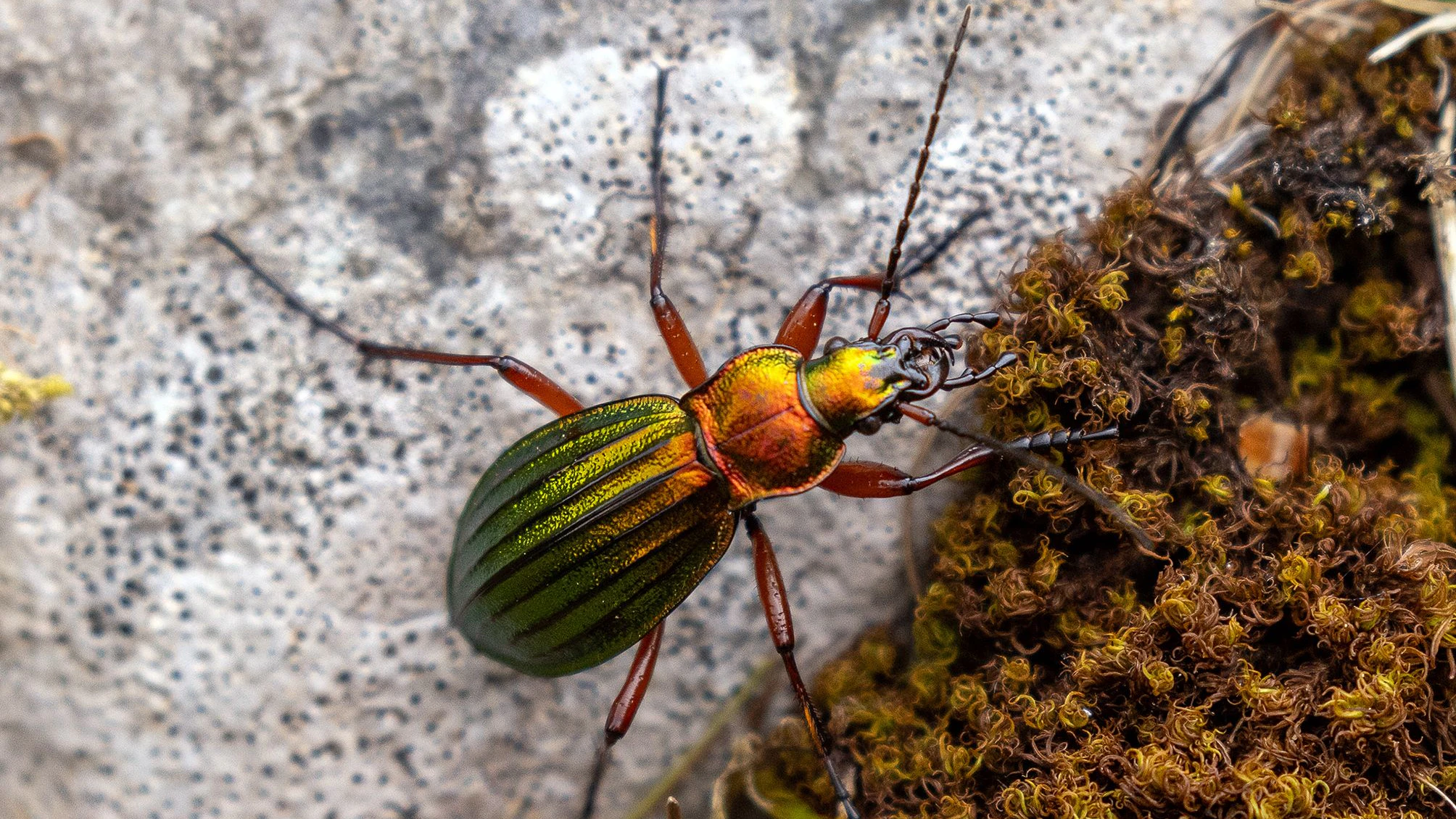 Der Goldglänzende Laufkäfer (Carabus auronitens) kommt in allen vier Großschutzgebieten vor.