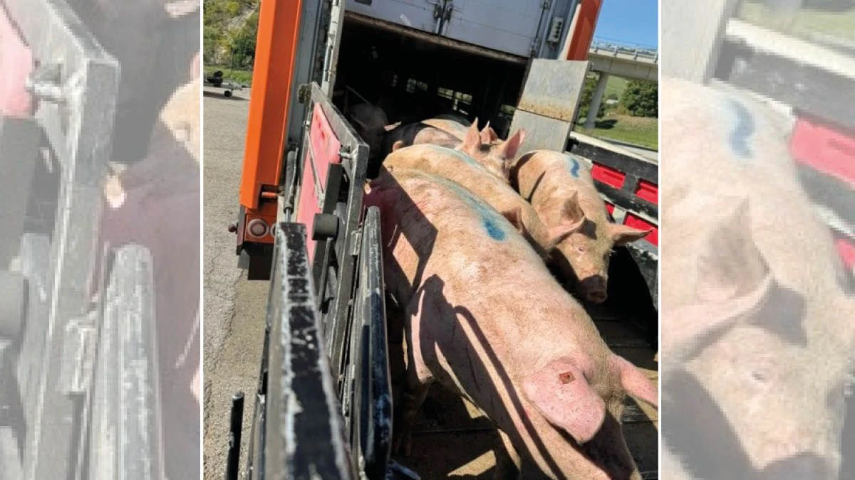 Zu viele Schweine transportiert, sie wurden umgeladen.