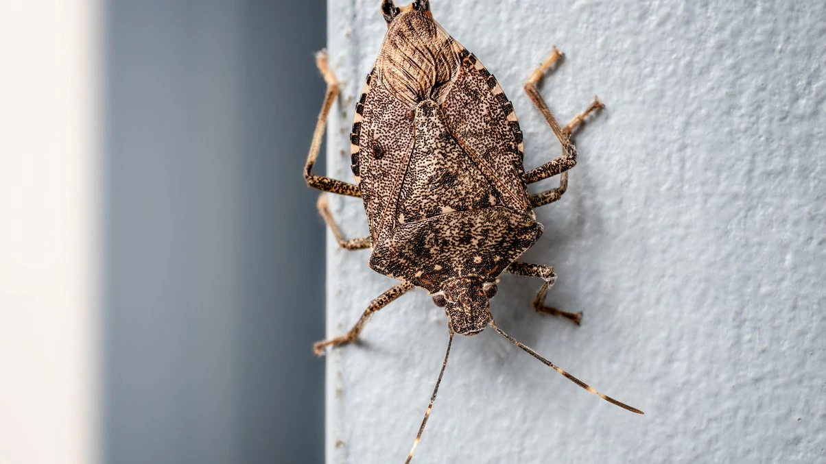 BMSB on wall, upside down. Found in Vancouver, BC, Canada. It's considered an invasive species, or a pest of foreign origin in North America. Selective focus.