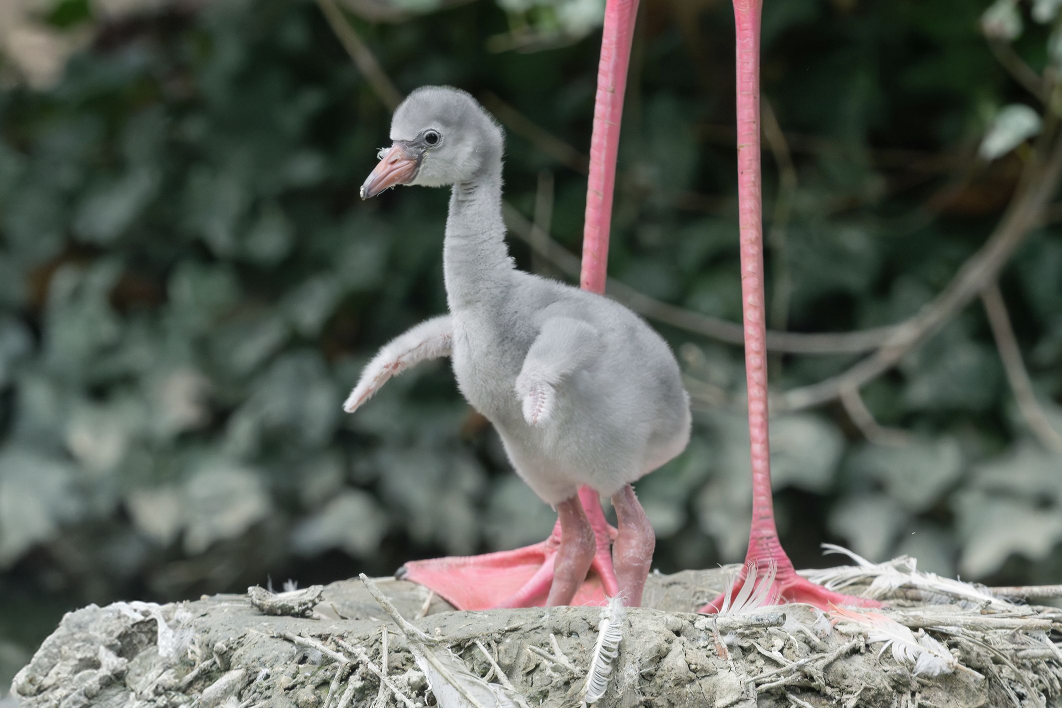 Gleich 16 Baby-Flamingos tapsen durch das Gehege.