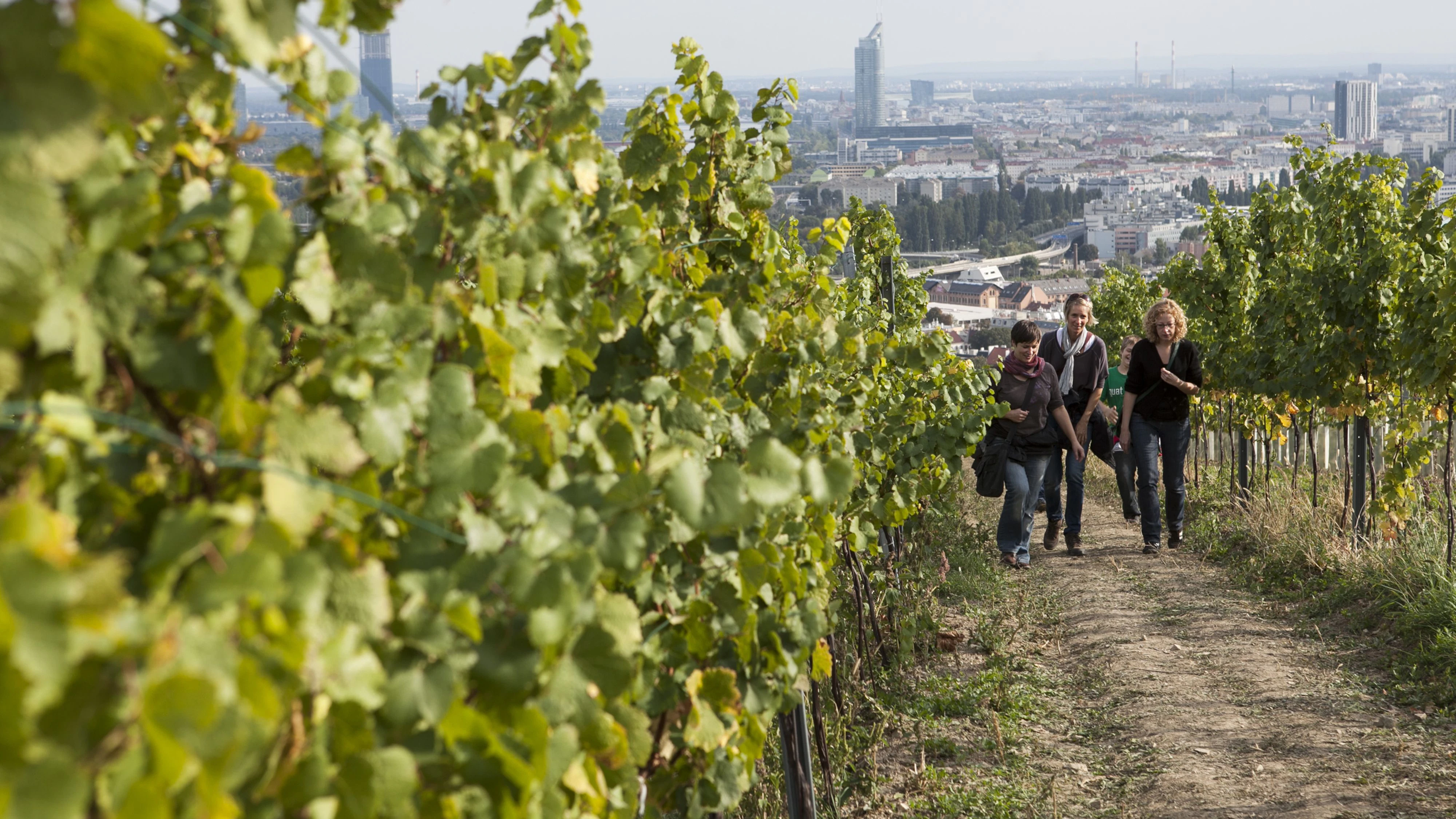 Österreich; Wien; 29112015; Archivbild von 30. September 2012. Weinwandern in den Weigärten Wiens