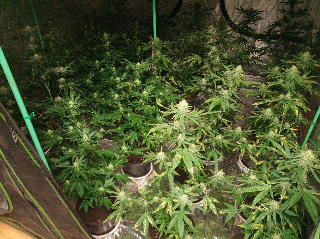 Heute.at - Razzia im Burgenland – Polizei hebt Indoor-Plantage aus