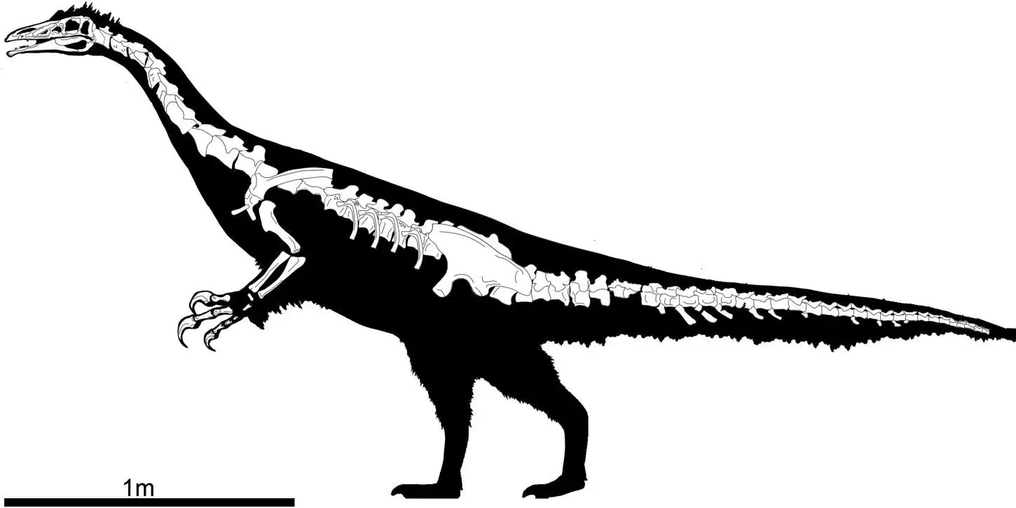 Skelettdarstellung des Kayrasaurus changliensis.