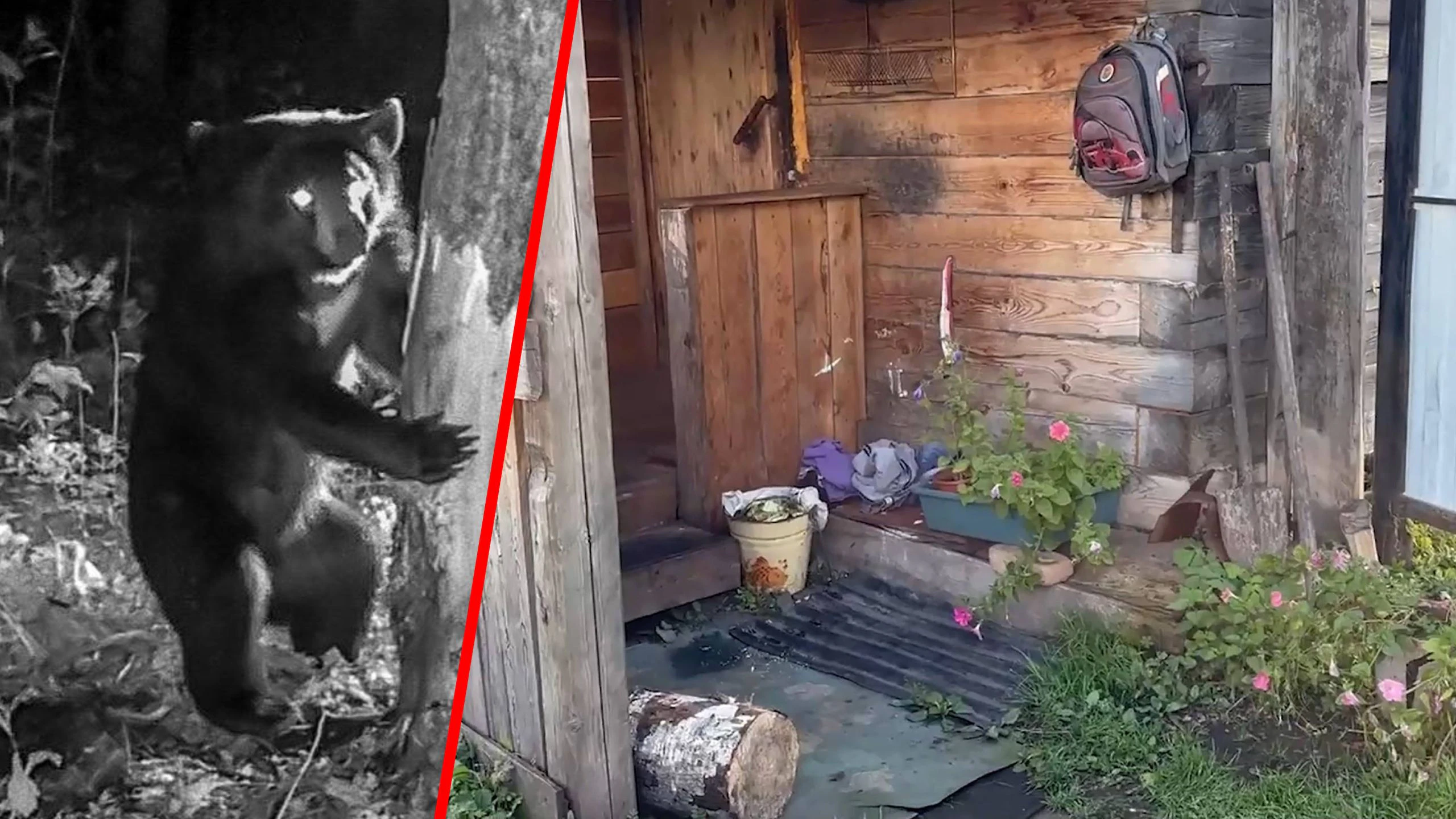 In Russland häufen sich die Angriffe von wildlebenden Bären