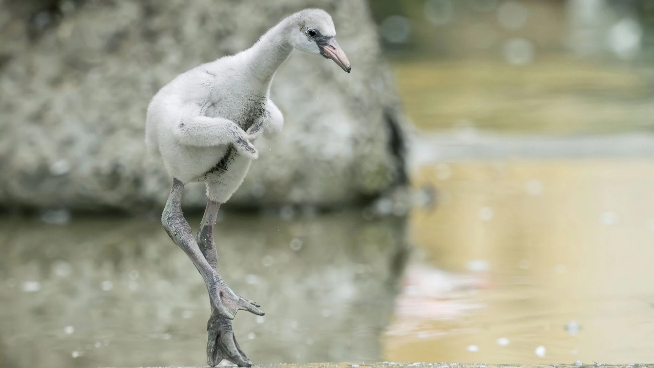 Wie auch andere Tierkinder sind die kleinen Flamingos noch nicht ganz so elegant unterwegs.