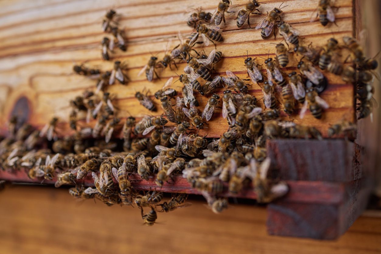 Elefanten sind klug und suchen bestimmt keinen Streit mit Bienen.