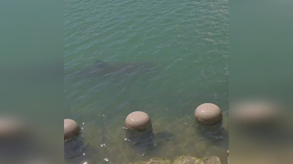 Laut Experten könnte hier ein junger Walhai im Kanal seine Runden schwimmen.