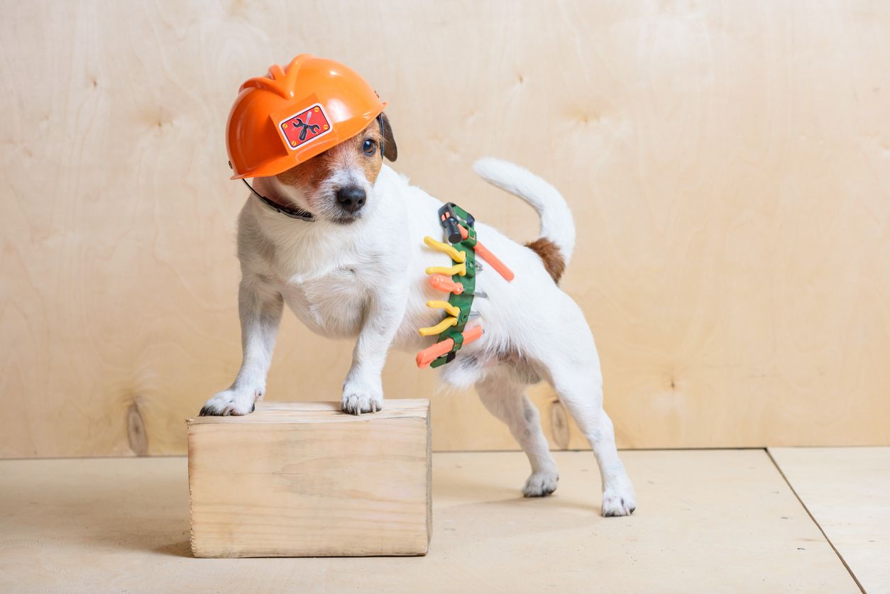 Im Wiener Tierquartier rücken die Heimwerker an.