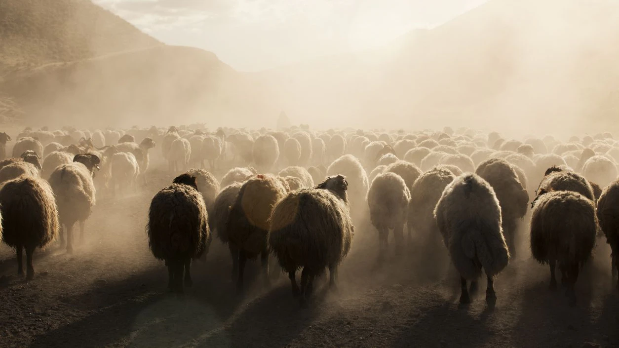 A flock of sheep