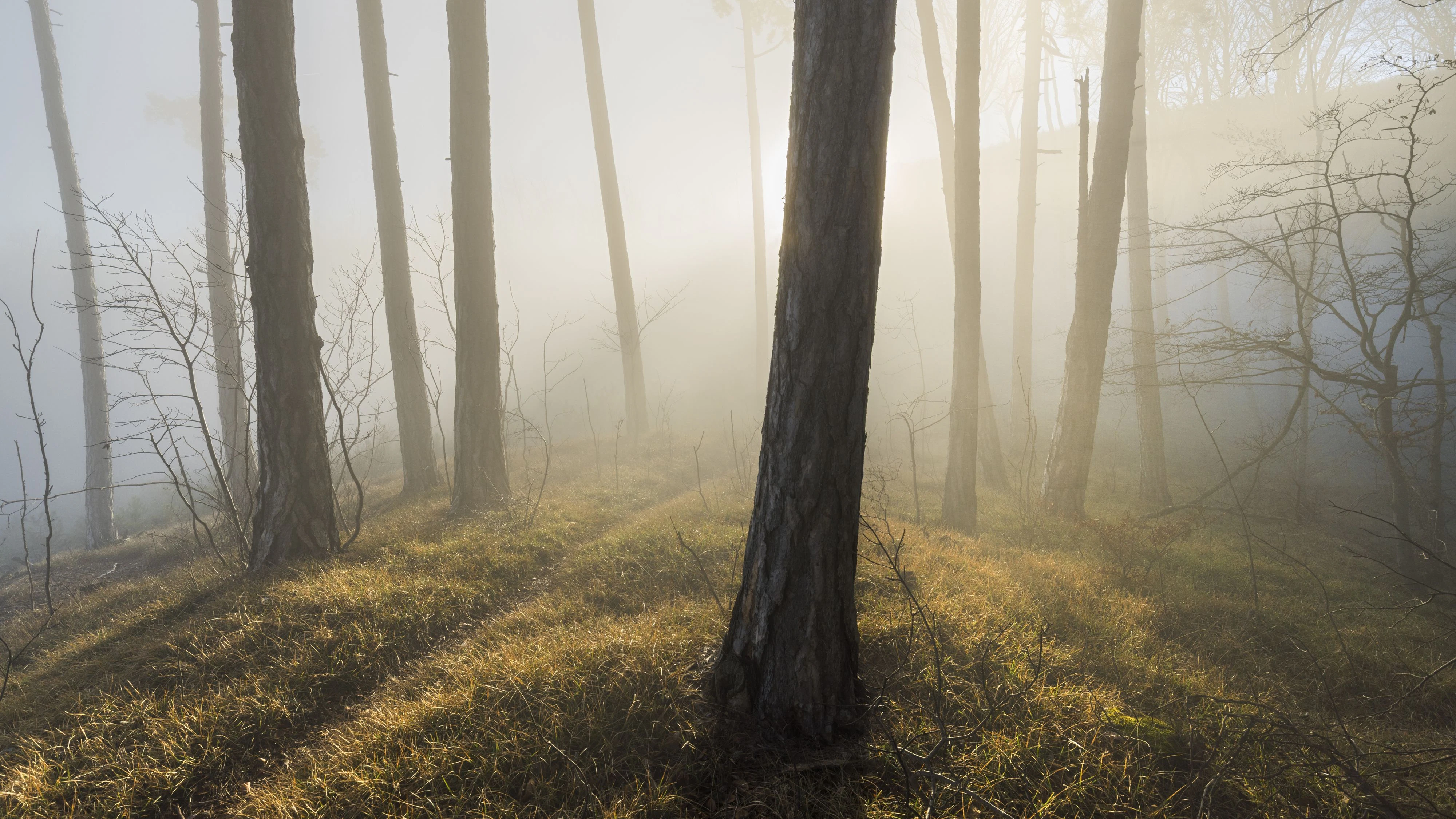 Forest in the fog, Hoher Lindkogel, Baden near Vienna, Vienna Woods, Lower Austria, Austria