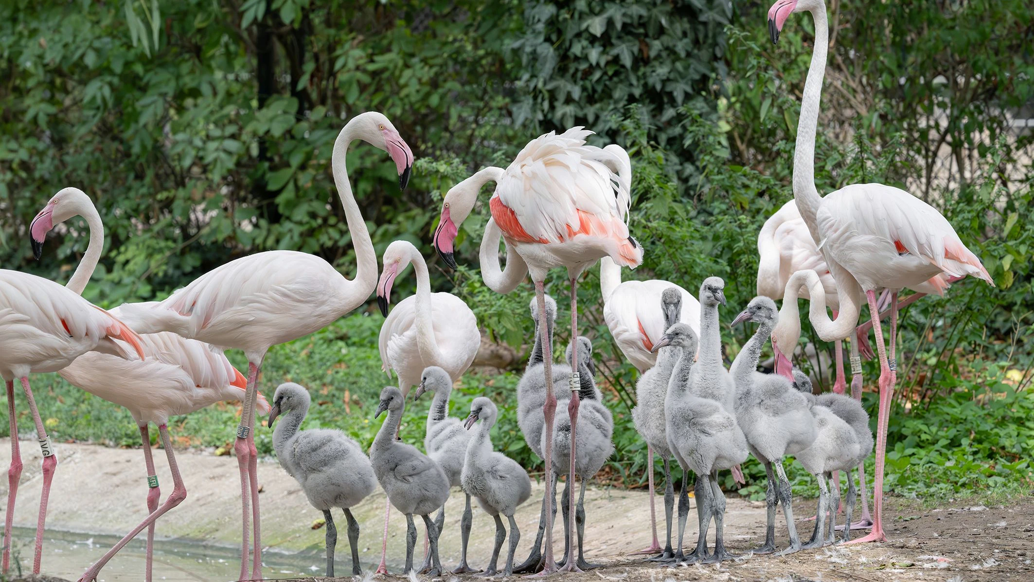 Gleich eine ganze Schar kann jetzt im Tiergarten Schönbrunn besucht werden.