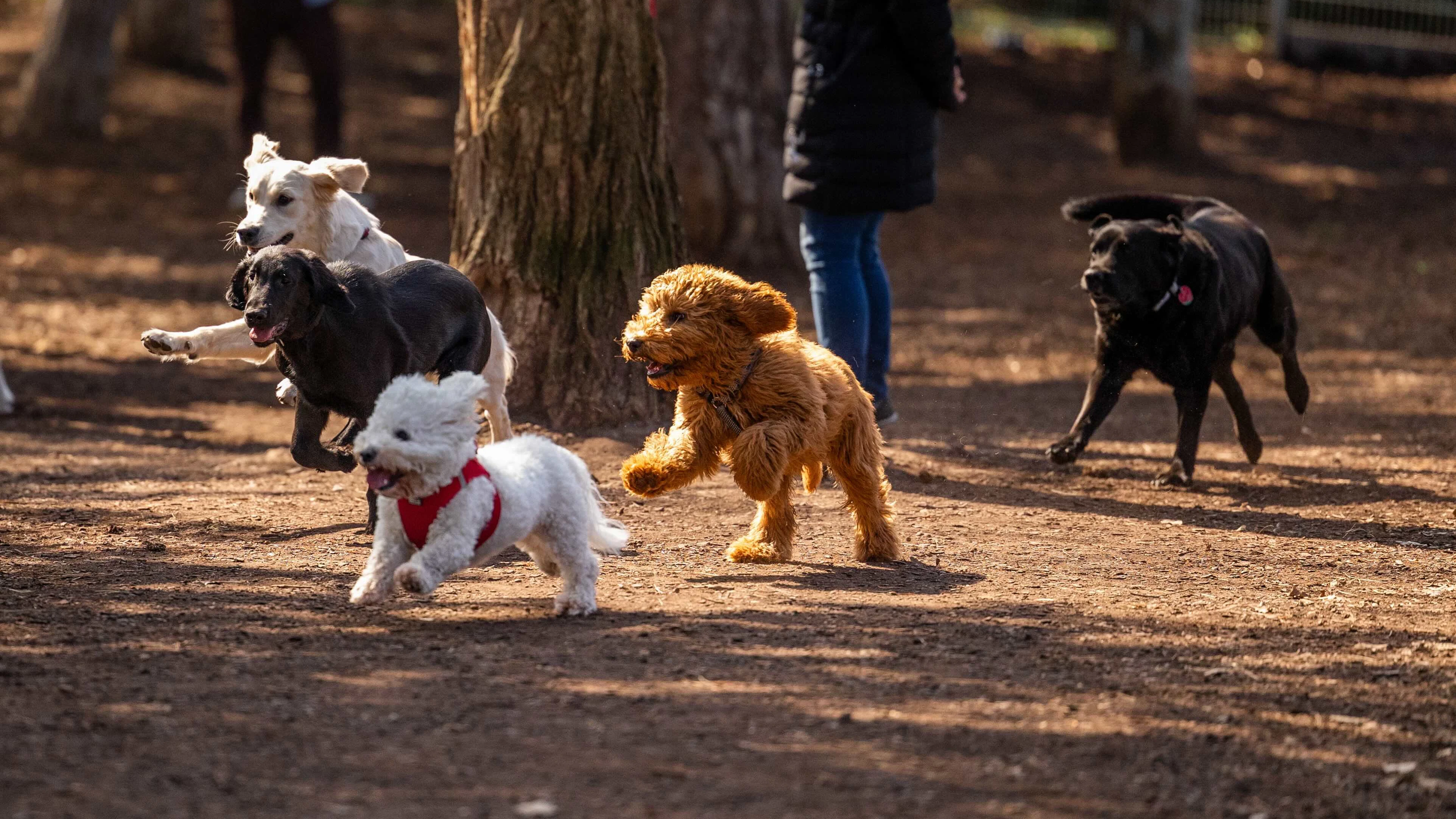 Geht einem bei glücklichen Hunden nicht das Herz auf? 