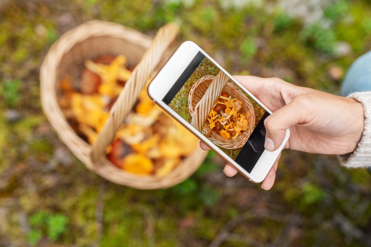 Wer sich beim Pilzesuchen auf Smartphone-Apps verlässt, spielt grob fahrlässig mit der eigenen Gesundheit.
