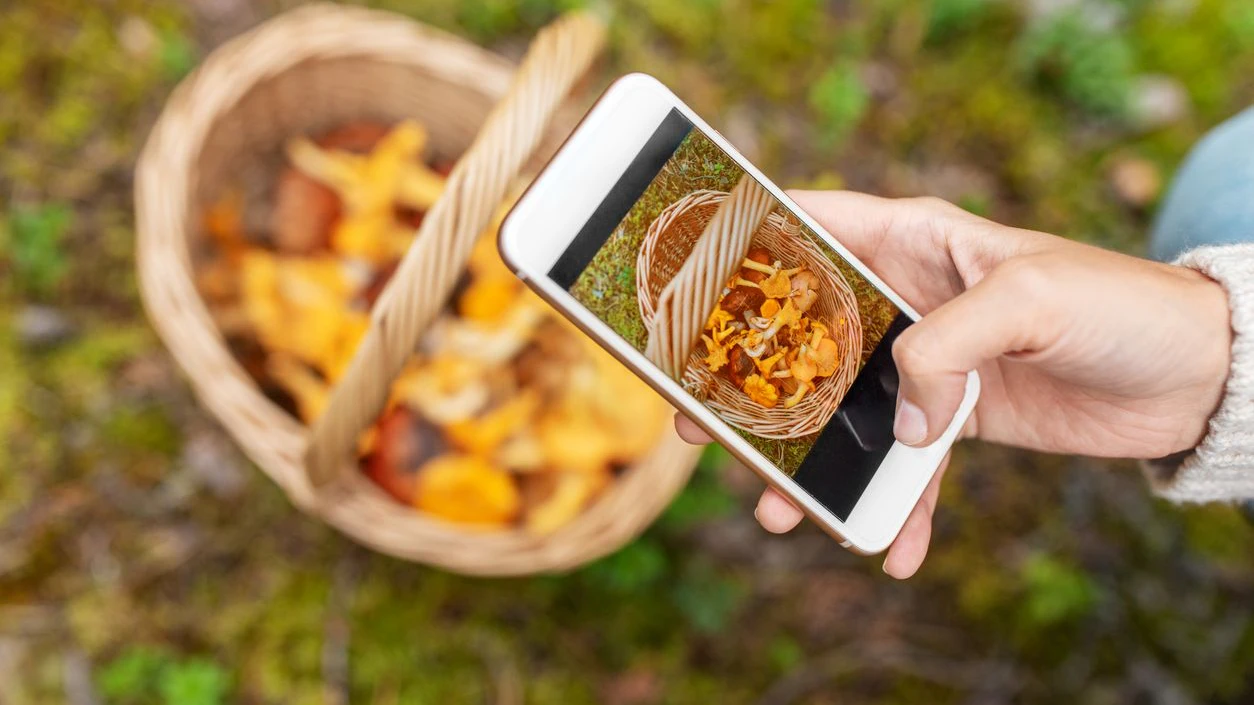 technology, picking season and people concept - hand with smartphone using mobile app to identify mushrooms in basket