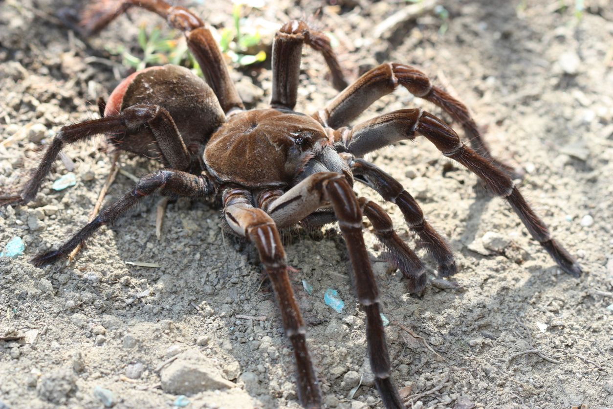 Diese Vogelspinne ist so groß wie ein Essteller. 