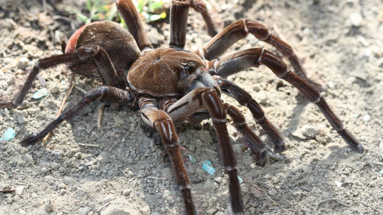 Diese Vogelspinne ist so groß wie ein Essteller. 
