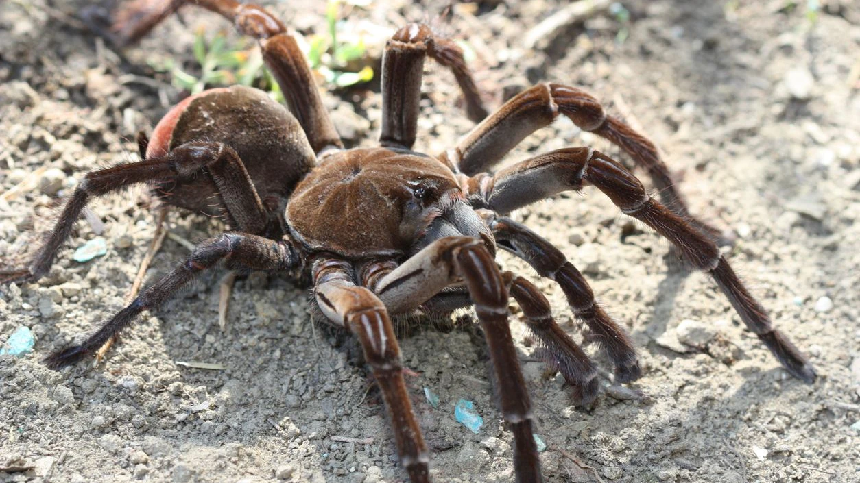 Diese Vogelspinne ist so groß wie ein Essteller. 