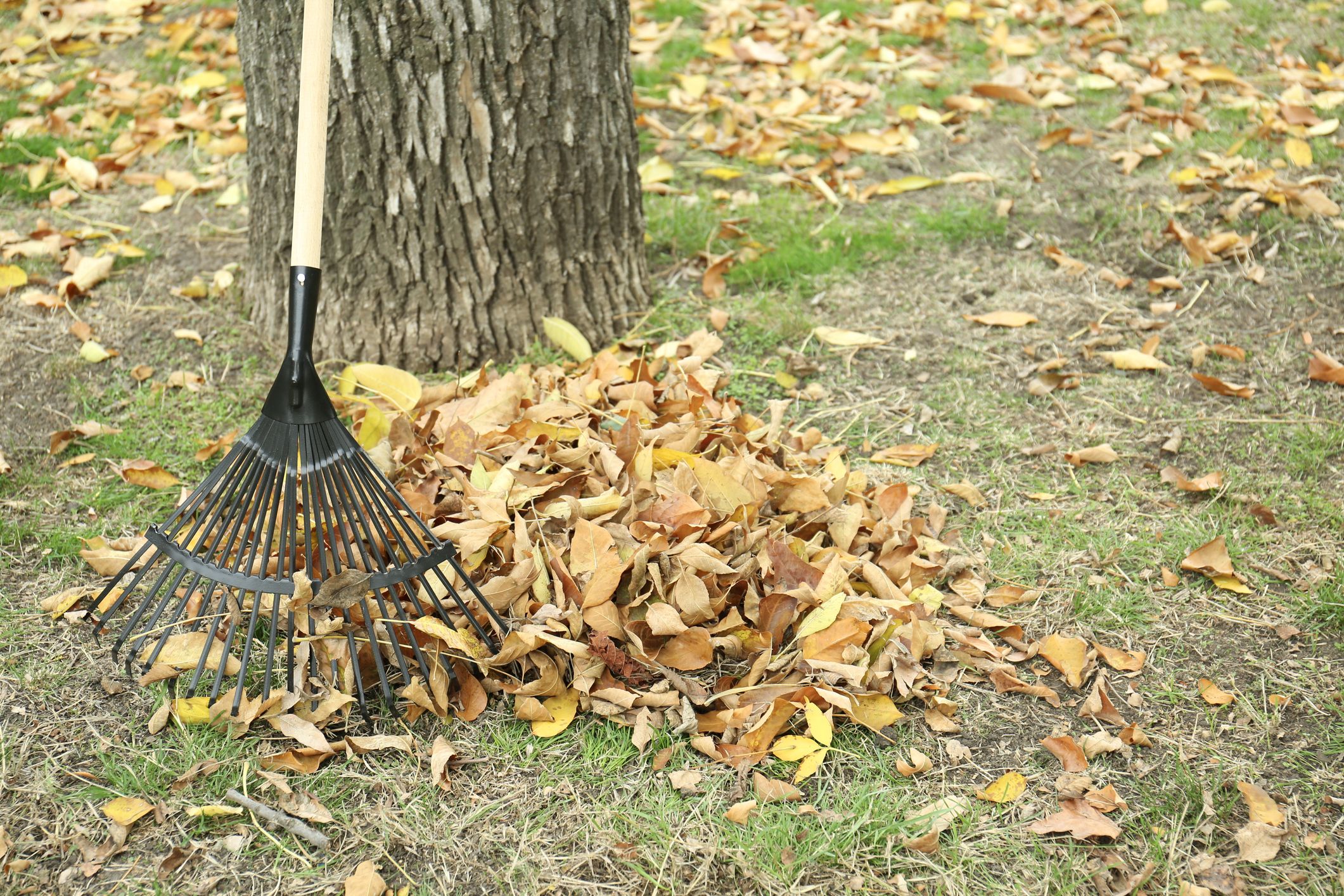 Herbstlaub muss nicht zum Ärgernis werden – im eigenen Garten kann es sogar als natürlicher Frost- und Bodenschutz wertvolle Dienste leisten.
