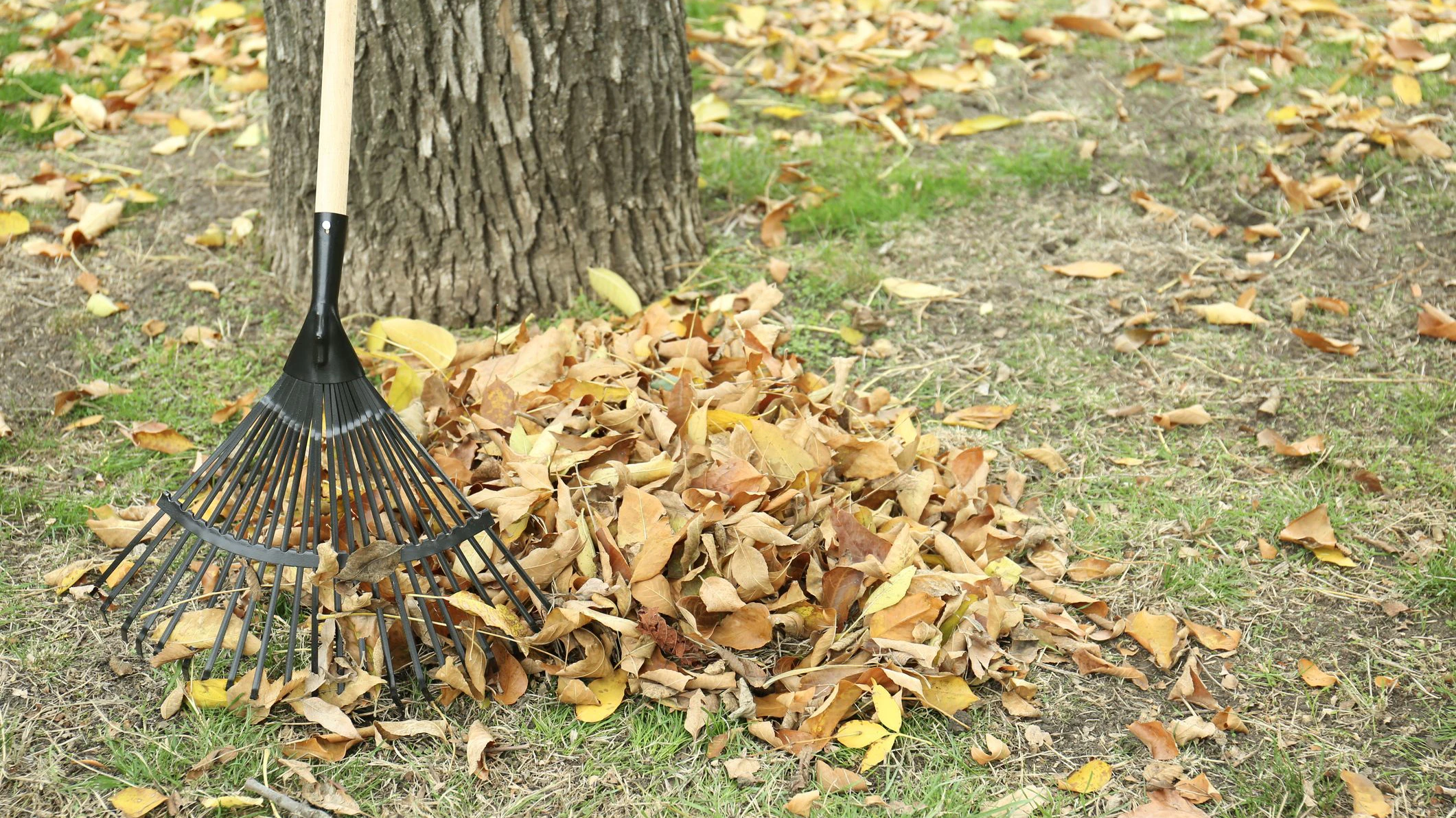 Fan rake and pile of fallen leaves near tree in autumn park