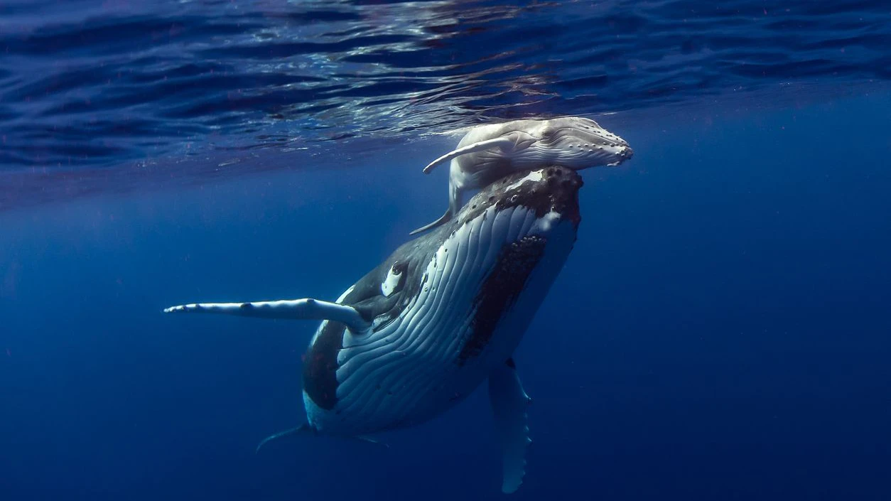 Tonga
