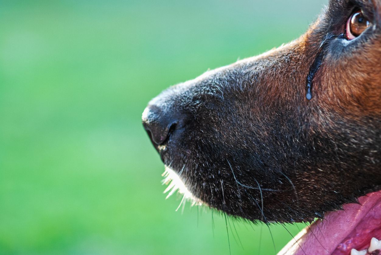 Eine japanische Studie soll herausgefunden haben, bei welchen Emotionen der Hund weint.