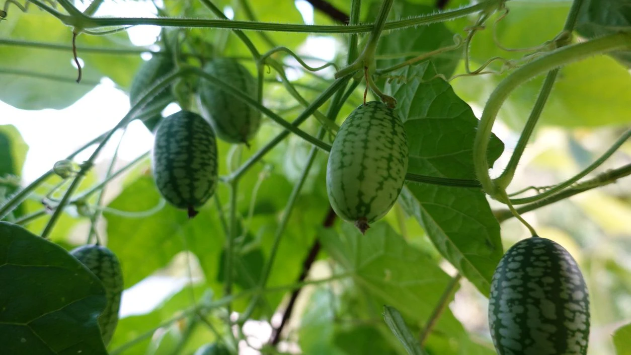 Fresh leaves and ripe fruits of mouse melon or cucamelon in garden ready for harvest