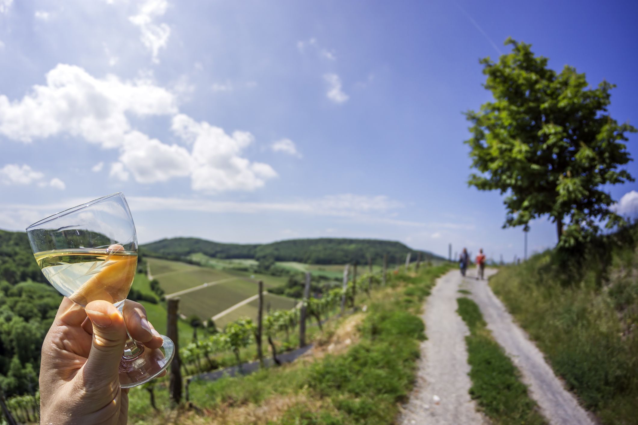 Verlockend, aber tabu: Beim Wiener Weinwandertag dürfen Besucher keine Weintrauben von fremden Rebstöcken pflücken.