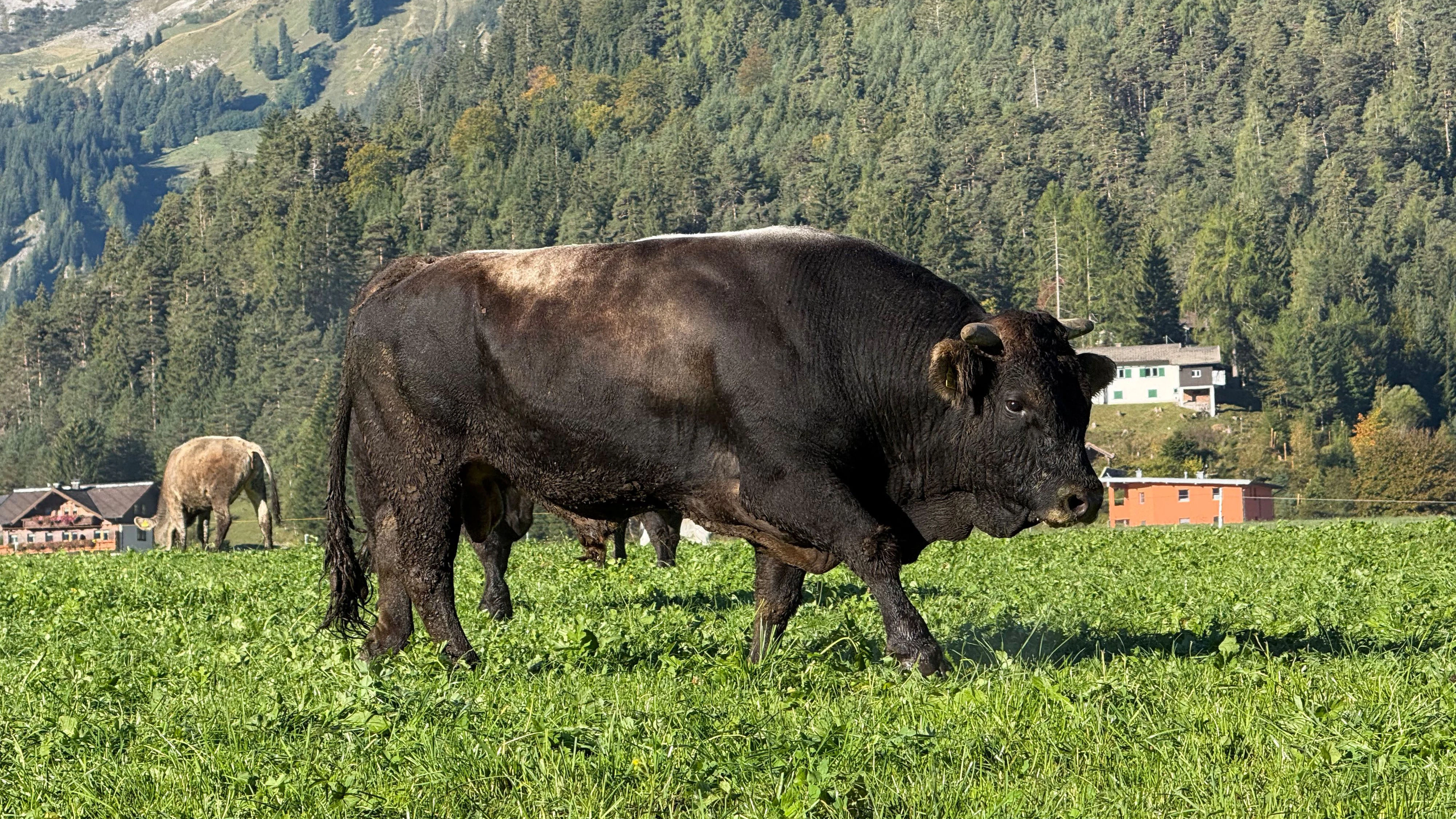 Heute.at - Stier schleudert Landwirt auf Weide durch die Luft