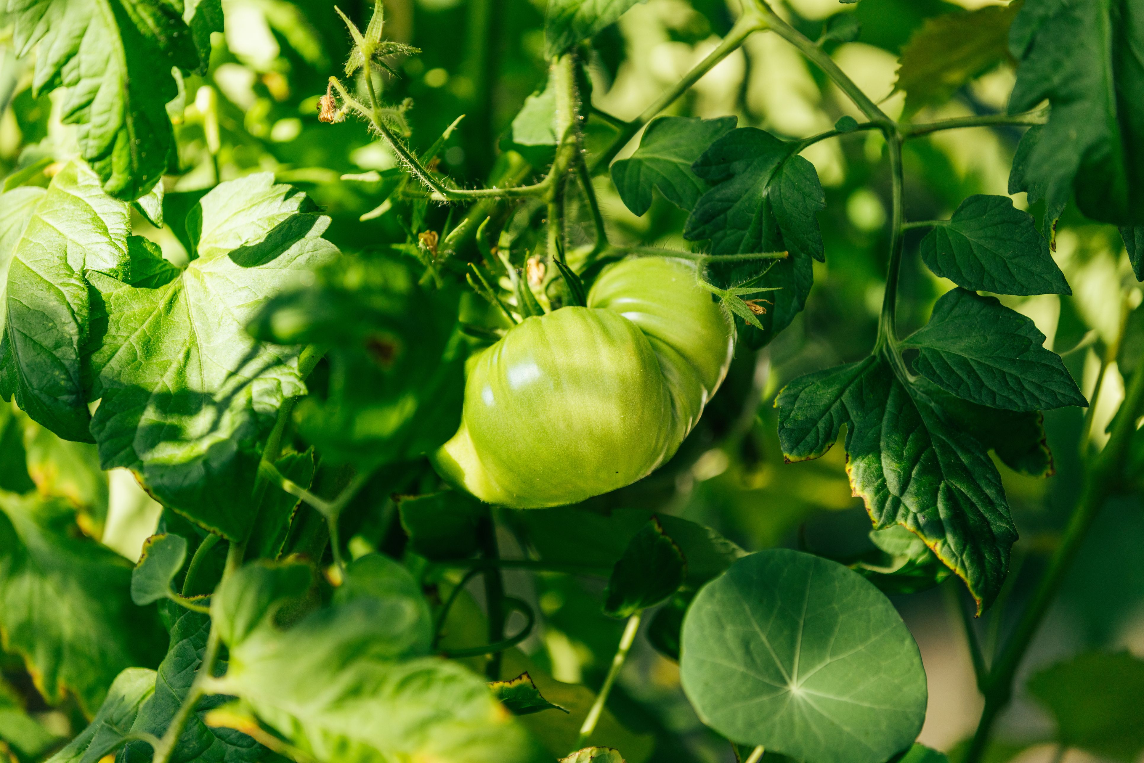 Grüne Tomaten müssen im Herbst nicht auf den Kompost – mit Wärme und ein paar einfachen Tricks können sie noch rot werden.