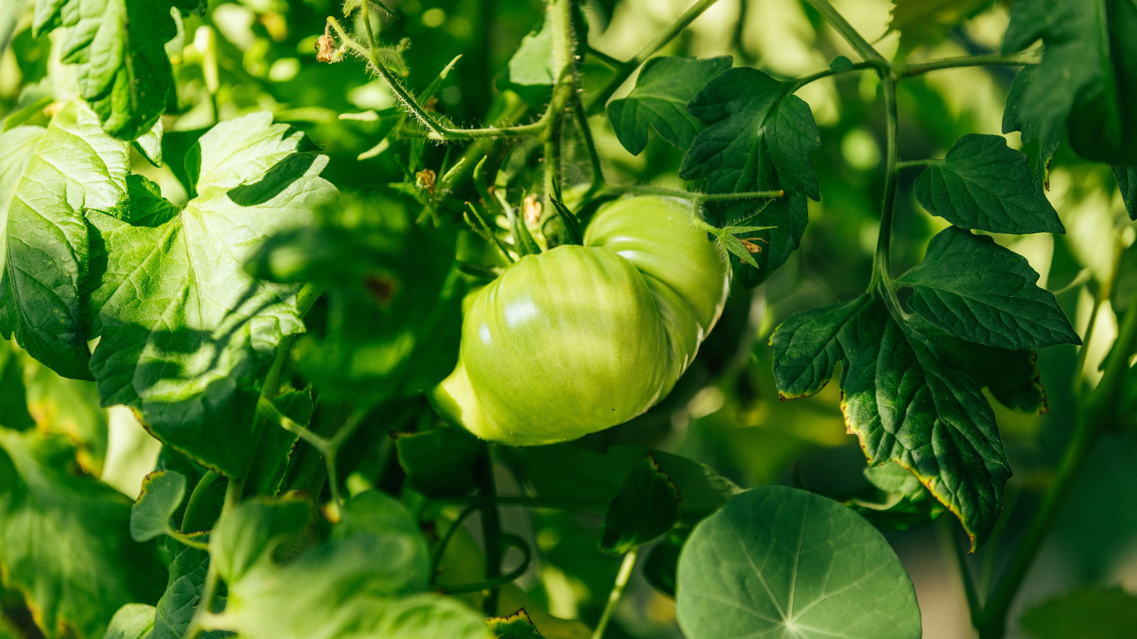 Organic green tomato in domestic garden, tomato seedling, gardening.