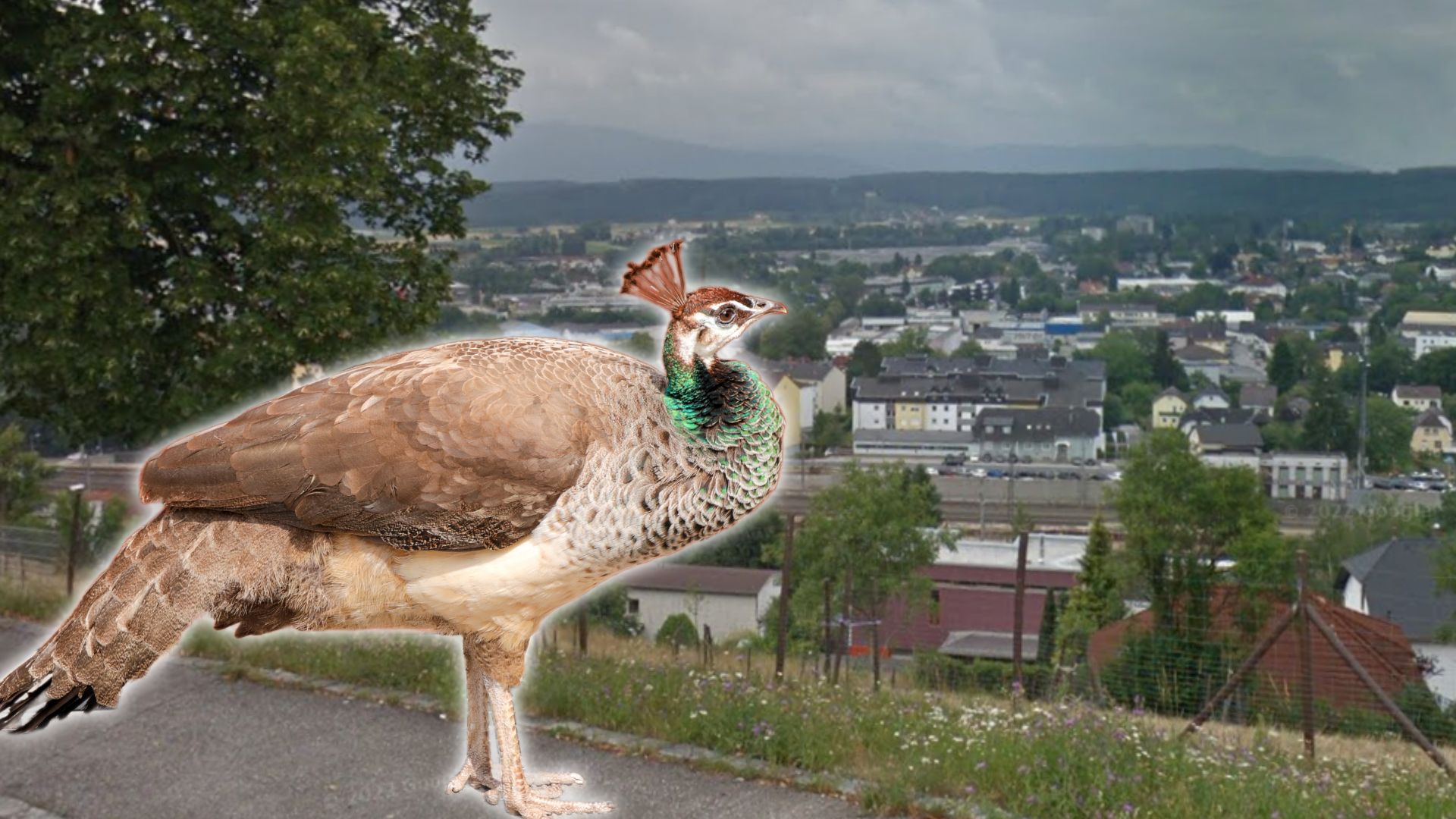 Die Pfauhenne irrt seit Monaten u.a. durch die Ortschaft Buchleiten in Vöcklabruck. (Symbolbild)