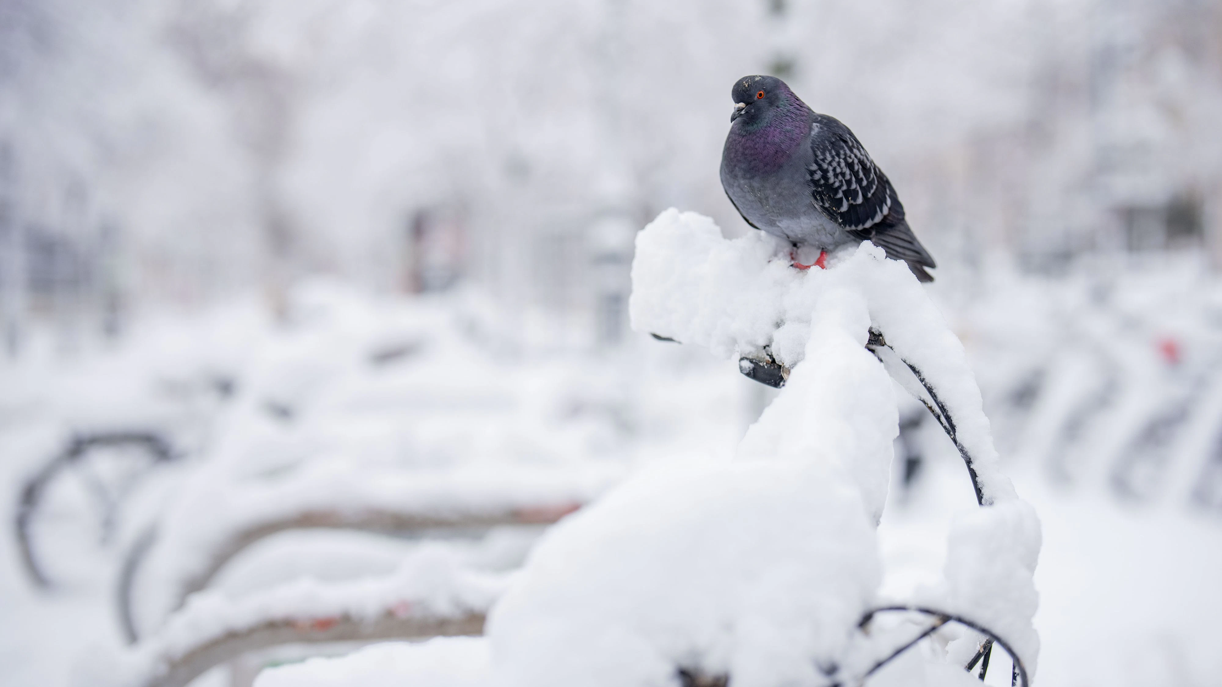 ABD0076_20260220 - WIEN - ÖSTERREICH: ++ THEMENBILD ++ Illustration zu den Themen Wetter / Schnee / Winter. Im Bild: Eine Taube sitzt auf einem verschneiten Fahrrad; aufgenommen am Freitag, 20. Februar 2026, am Wiener Ring. - FOTO: APA/GEORG HOCHMUTH