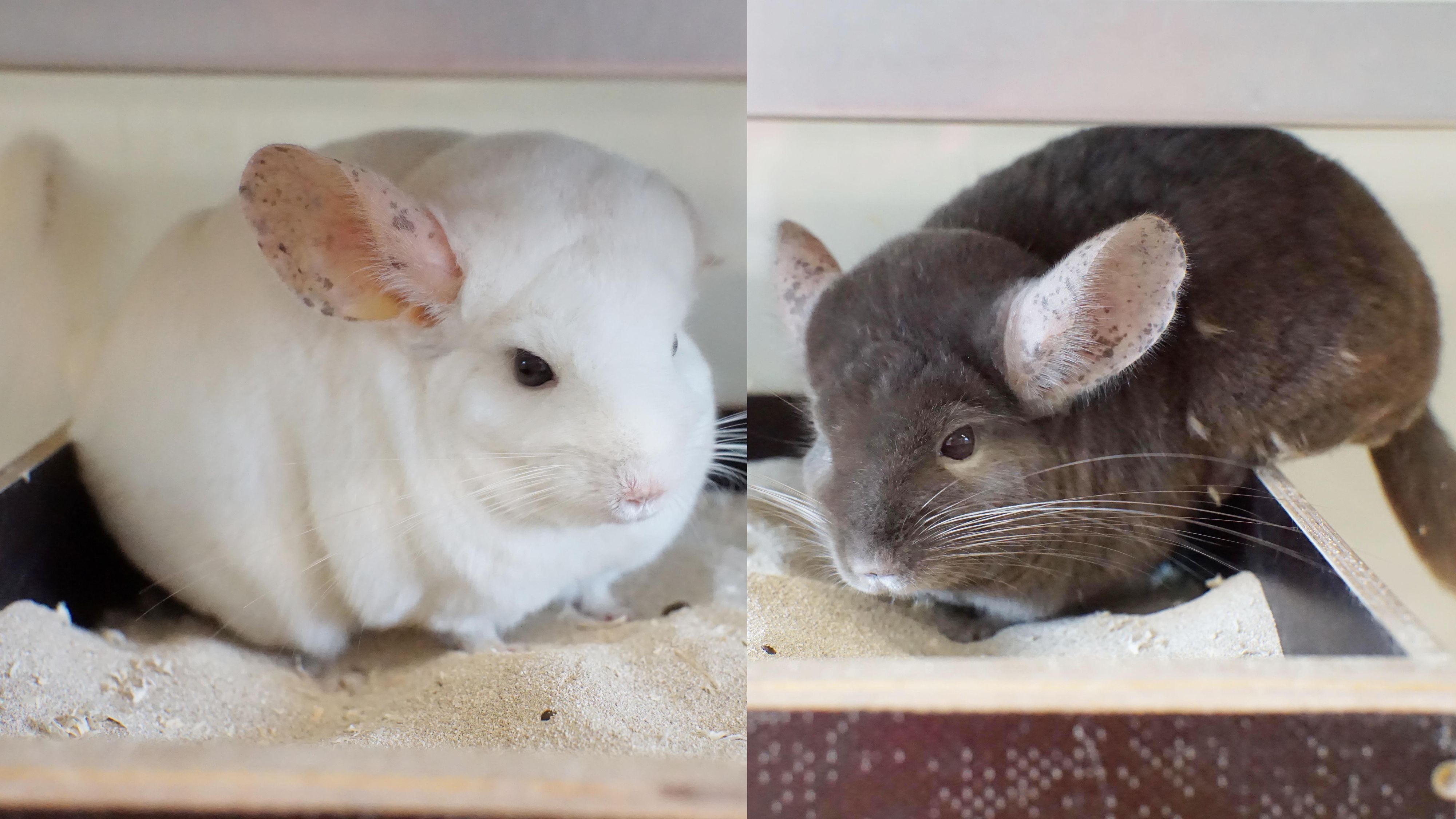 Chinchillas sind dämmerungsaktive Tiere.